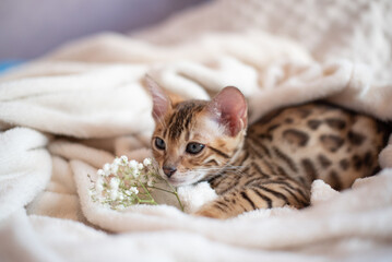 Fototapeta na wymiar Portrait of bengal kitten with flowers branch covered in white blanket, cute cat has a rest, banner for holiday