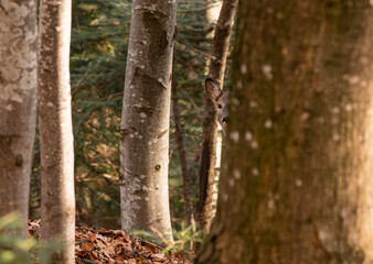 Curious roe in the enchanted forest