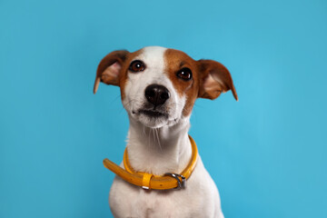 Adorable Jack Russell terrier with collar on light blue background