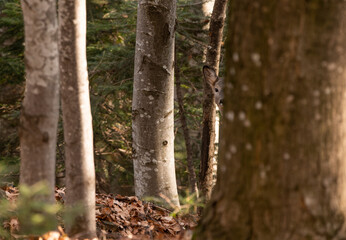 Curious roe in the enchanted forest