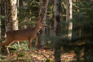 Curious roe in the enchanted forest