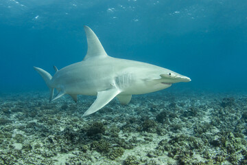 Great hammerhead shark, Pacific ocean - obrazy, fototapety, plakaty