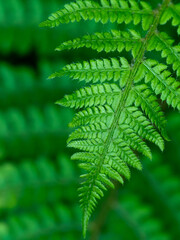 Beautiful leave of a fern plant, a close-up shot. Dense green foliage, macro. Green fern plant in close up