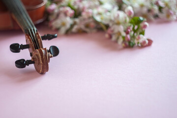 Close up of violin fingerboard and branch of blossoming apple tree on pastel candy pink background.