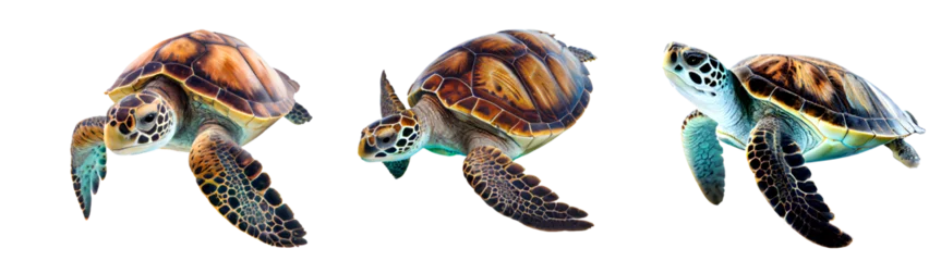 Fotobehang turtle isolated on white background AI generative © I LOVE PNG