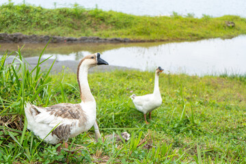 Two swan near a brown colored river, focused on one of it