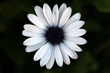 Primer plano de una bonita flor, totamente abierta con sus petalos blancos