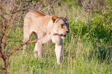 In Wild Africa Savannha, the lion approaches the hunt on foot.