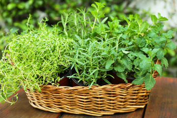 Fototapeta premium Wicker basket with fresh mint, thyme and rosemary on wooden table outdoors. Aromatic herbs