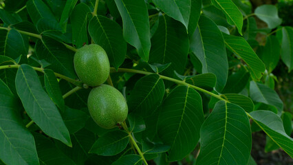 Green walnut on a hazel tree, unripe fruits on the branches