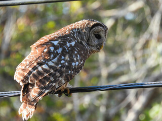 Barred owl at Paynes Prairie Preserve State Park in Florida