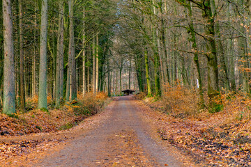 Walking in the forest near Frankfurt during the winter months with blue vibes. The forest during the winter in Germany