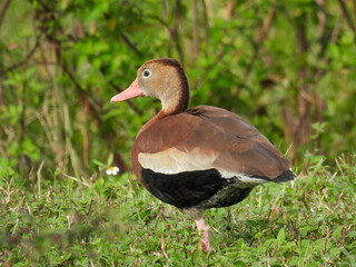 Black-bellied whistling ducks at Lake Apopka Wildlife Drive