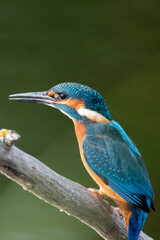 Adult male kingfisher sitting on a perch at Lakenheath Fen nature reserve in Suffolk, UK