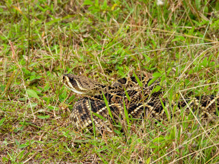Eastern diamondback rattlesnake on a central Florida hiking trail