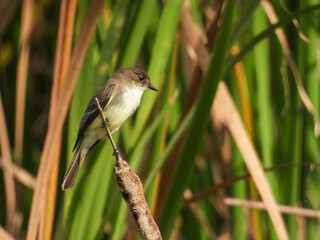 Eastern phoebe at Lake Apopka Wildlife Drive