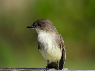 Eastern phoebe at Lake Apopka Wildlife Drive