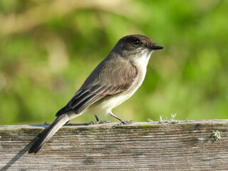 Eastern phoebe at Lake Apopka Wildlife Drive