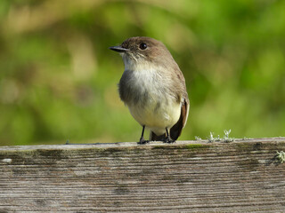 Eastern phoebe at Lake Apopka Wildlife Drive