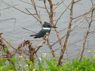 Male belted kingfisher at T. M. Goodwin Waterfowl Management Area in Florida