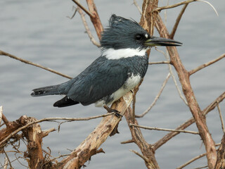 Male belted kingfisher at T. M. Goodwin Waterfowl Management Area in Florida