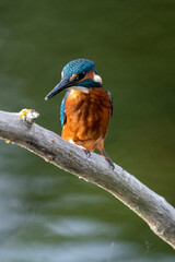 Adult male kingfisher sitting on a perch at Lakenheath Fen nature reserve in Suffolk, UK