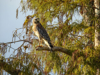 Red shouldered hawk in the Circle B Bar Reserve in Florida