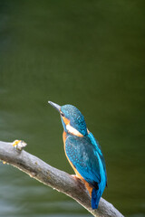 Adult male kingfisher sitting on a perch at Lakenheath Fen nature reserve in Suffolk, UK