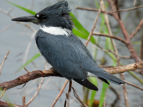 Male belted kingfisher at T. M. Goodwin Waterfowl Management Area in Florida