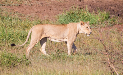 In Wild Africa Savannha, the lion approaches the hunt on foot.