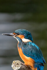Adult male kingfisher sitting on a perch at Lakenheath Fen nature reserve in Suffolk, UK