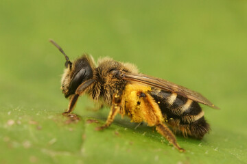 Closeup on a female yellow legged mining bee, Andrena flavipes, loaded with yellow pollen