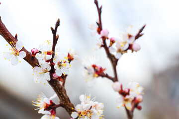 Cherry plum blossoms. A cherry plum branch with white flowers on a blurred background