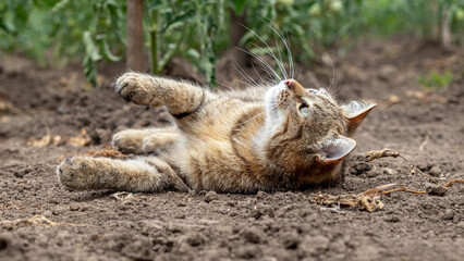 A tabby cat lies on the ground in a bed near tomato bushes
