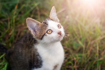 A little cat in the garden looks up carefully