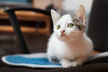 Fototapeta premium A small white spotted cat is sitting in a chair in a room