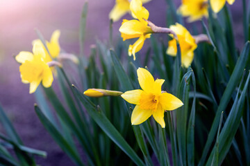 Fototapeta premium Yellow daffodils on a flower bed in spring in sunny weather