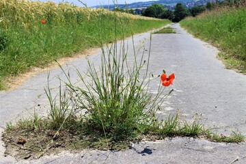 Feldweg 