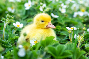 Fluffy yellow duckling in the garden among grass and strawberry flowers