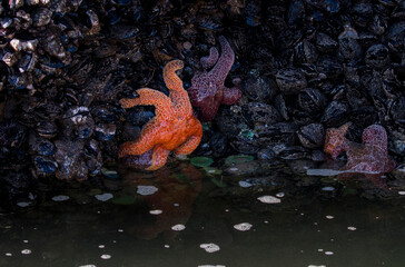 closeup of ochre sea stars and muscles, Cannon beach, Oregon, United States