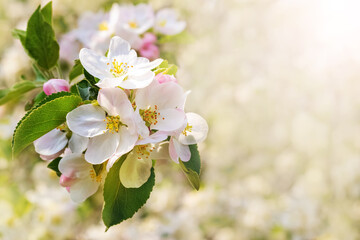 Branch of apple trees with white flowers in the spring garden. Flowering apples