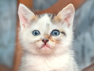 A small fluffy kitten in a room on a blurred background close-up