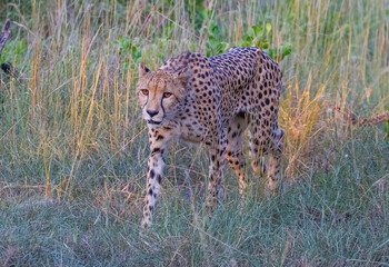 In the wild African Savannha, the Cheetah approaches the prey on foot.