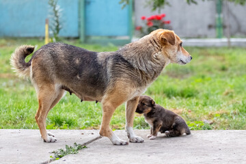 A small puppy near its mother dog in summer in the garden