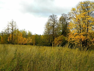 Beautiful autumn nature at the end of September. Trees and shrubs with colorful leaves. Unique image for decoration