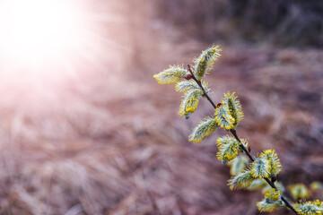 Willow branches with fluffy catkins in the forest in sunny weather on a blurred background