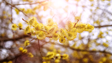Willow branches with fluffy catkins in the forest in sunny weather on a blurred background in warm colors