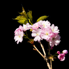 Cherry blossom branch with flowers. Isolated on a black background