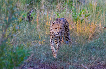 In the wild African Savannha, the Cheetah approaches the prey on foot.