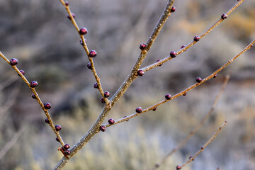 Natural Color in the Winter Southwestern Bosque Forest